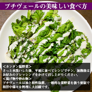 【 先行予約 2026年 12月中旬 発送】 岩手県産 プチヴェール 600g 【淺利園】