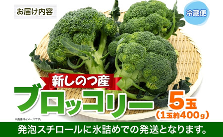 北海道 新しのつ産 ブロッコリー5玉  冷蔵 野菜 旬 食感 茹でる レンジ サラダ 炒め物 オーブン焼き おかず お弁当 甘い お取り寄せ 国産 農作物 JA 新篠津村 