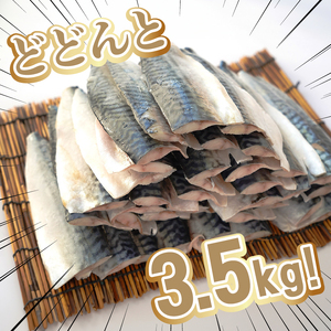 訳あり 塩サバ 腹骨取り 約3.5kg 【9月以降配送】 サバ