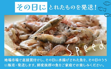 【定期便】鮮度抜群！旬の鮮魚おまかせセット 食べきり6パック セット ※北海道・沖縄・離島への配送不可
