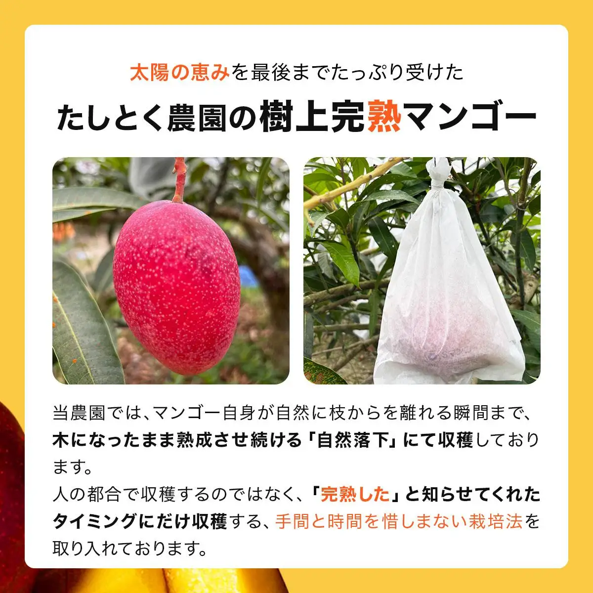 【2027年6月下旬より順次発送】★訳あり★沖縄県豊見城市産アップルマンゴー 約1.5kg｜マンゴー アップルマンゴー 訳あり わけあり フルーツ くだもの 果物 先行予約 数量限定 おきなわ 沖縄 沖縄フルーツ 豊見城市(DJ006)