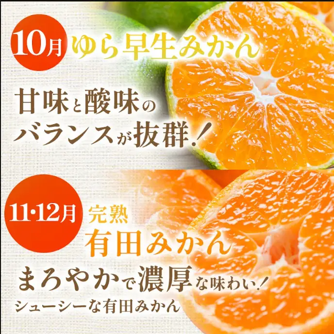 【定期便】家庭用 柑橘定期便 S 12回（毎月）※北海道・沖縄・離島への配送不可※毎月発送