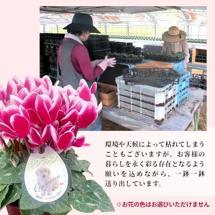 〈先行予約〉10月から順次発送～シクラメン ガーデンミックス 3号鉢×20鉢 農林水産大臣賞受賞歴あり 花 ピンク 白 赤 プレゼント 贈り物 鉢花 鉢 ガーデン ガーデニング 高品質 クリスマス 愛知県産 -222