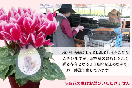 〈予約品〉受賞歴あり シクラメン ５号鉢 インディアカ 農林水産大臣賞受賞歴あり 花 ピンク 白 赤 プレゼント 贈り物 鉢花 鉢 ガーデン ガーデニング 愛知県産 クリスマス -224
