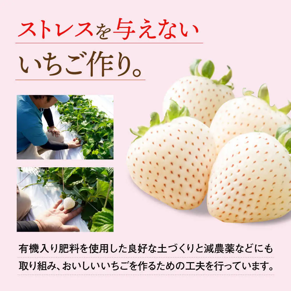 【2027年2月より順次発送】佐賀県産白いちご 新品種 こころの色 220g×2パック / 佐賀県 / 鐘ヶ江農園 [41ASBK003]