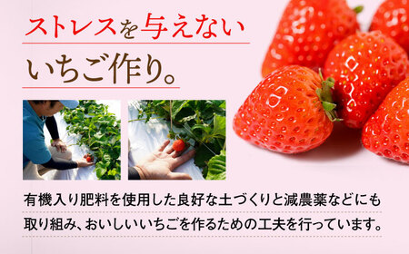 【2027年1月より順次発送】さがほのか 220g×2パック / 佐賀県 / 鐘ヶ江農園 [41ASBK005]