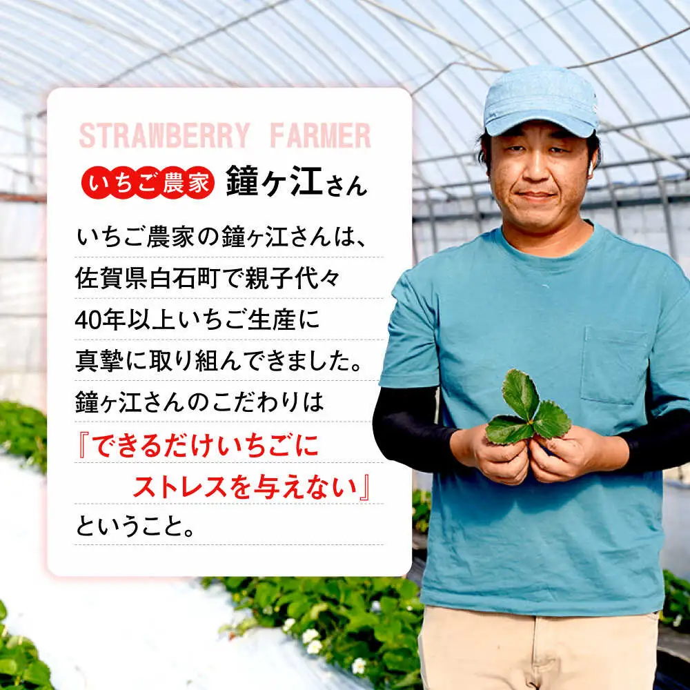 【2026年12月より順次発送】【全4回定期便】さがほのか・恋みのり・こころの色 220g×2パック×4回 / 佐賀県 / 鐘ヶ江農園 [41ASBK006]