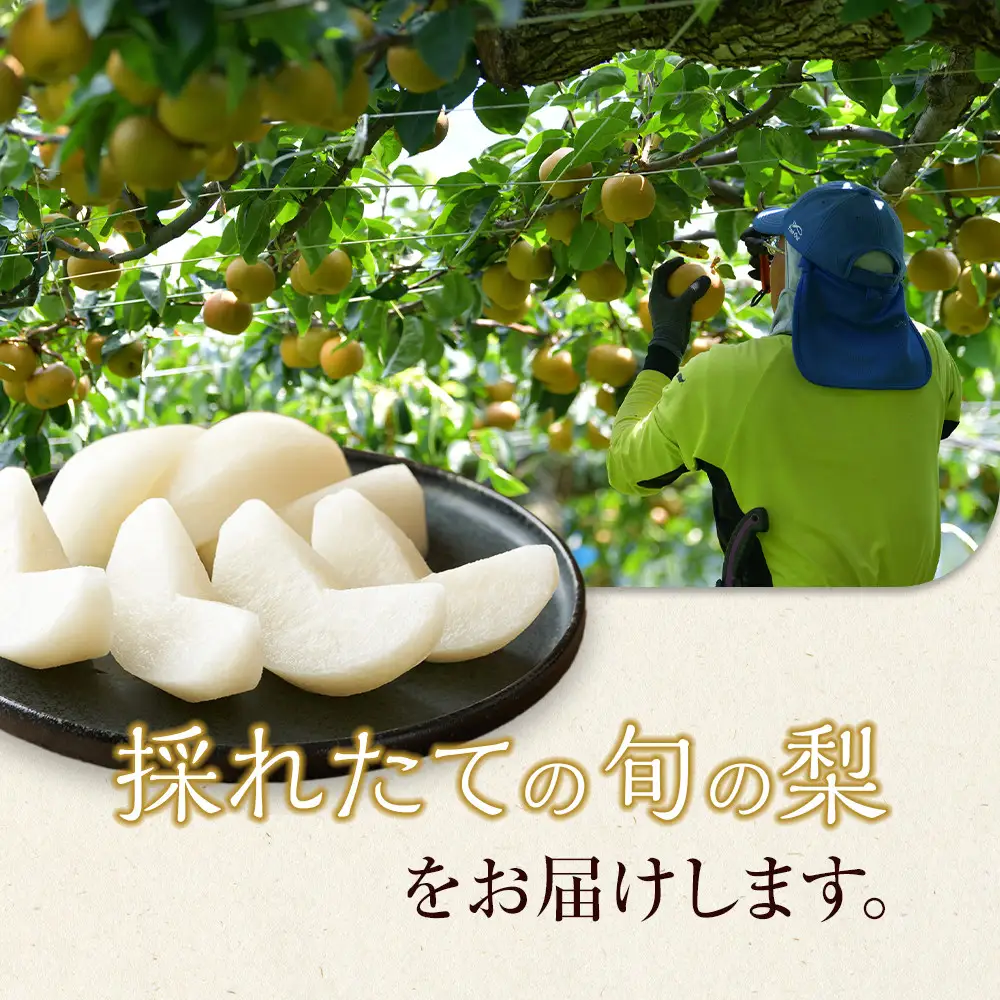 旬の赤 梨 セット 4～5kg前後 ※2026年8月下旬～12月下旬頃に順次発送予定  梨