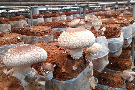 【2026年先行予約】新潟加茂の地酒マスカガミ飲み比べ300ml×3本と生しいたけ約500g 《10月下旬～順次出荷》 日本酒