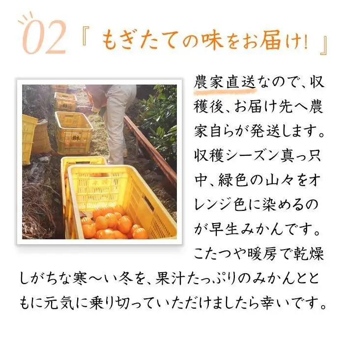 訳あり 早生みかん ２L・３Lおまかせ 7kg 和歌山みかん