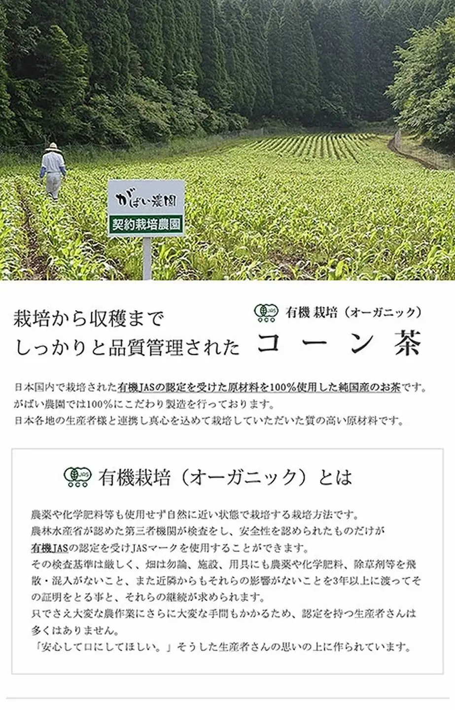 有機栽培 コーン茶 純国産 健康茶：A095-017