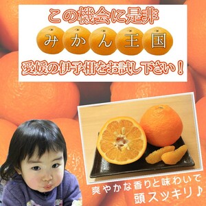 【2027年2月上旬頃から順次発送】 みきゃんいよかん 2kg｜ いよかん 伊予柑 イヨカン みきゃん 柑橘 取り寄せ 甘いみかん ギフト 愛媛県産 ミカン みかん mikan 蜜柑 フルーツ 果物 くだもの お取り寄せ 産地直送 数量限定 人気 おすすめ 送料無料 贈答 ギフト 愛媛県 松山市【SSK020】