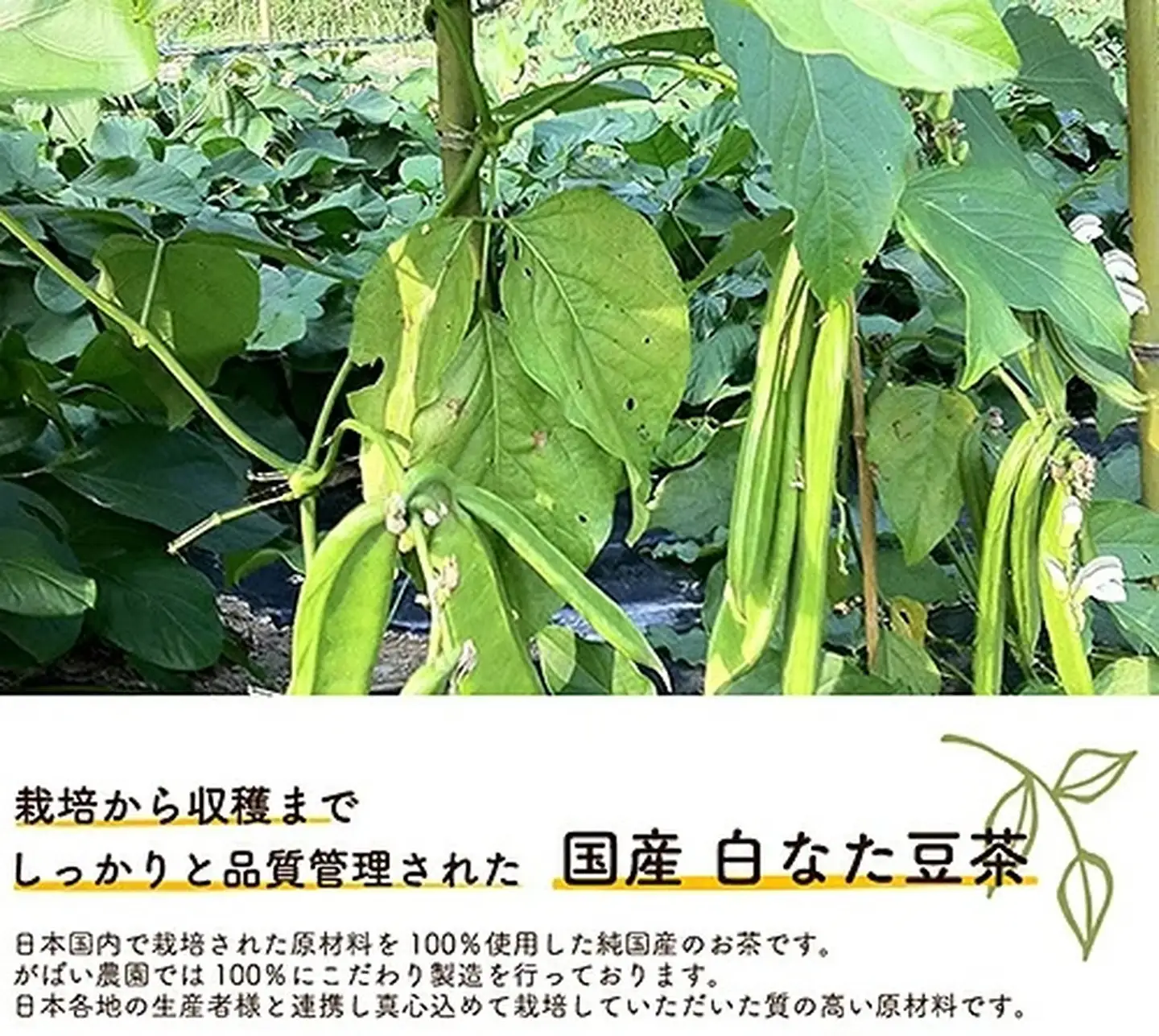 国産 白なた豆茶：B100-015