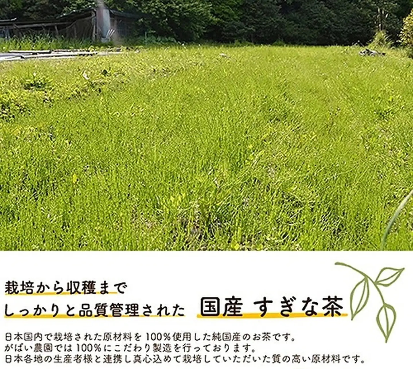 国産 すぎな茶：A085-028