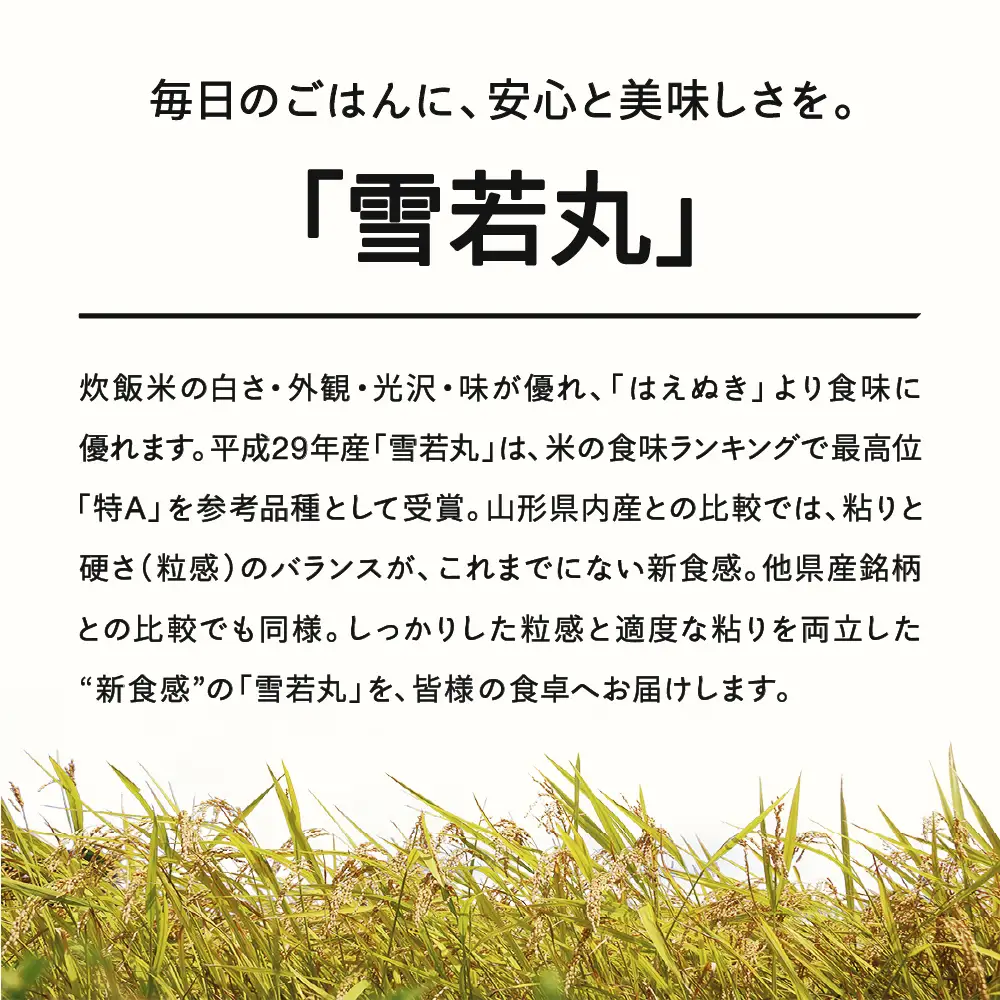 【先行予約】＜新米＞ 雪若丸 精米 10kg 11月上旬~11月中旬発送 国産 お米 山形県産 山形産  おすすめ 5kg 2袋 10kg 米 5kg×2 5キロ 5きろ 10キロ 10きろ 令和8年産 2026年産 沖縄・離島への配送不可 コメ こめ はくまい 白米 tf-ywsxb10-11f