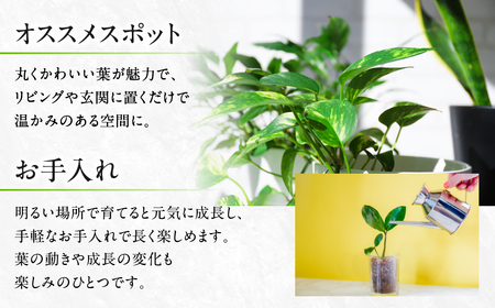 ウンベラータ 観葉植物 植物 6号鉢 人気 おしゃれ かわいい お手入れ 室内 大鉢 中型 インテリア リビング 玄関 寝室 キッチン オフィス プレゼント ギフト 新居 入居 インテリアグリーン グリーン 緑 植物