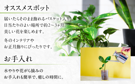 シクラメン ストロベリーフラッペ 観葉植物 植物 5号鉢 人気 おしゃれ かわいい 初心者 枯れにくい 育てやすい お手入れ 室内 大鉢 中型 インテリア リビング 玄関 寝室 キッチン オフィス プレゼント ギフト 冬 クリスマス