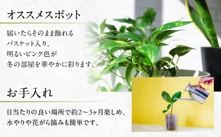 プリンセチア ホットピンク 観葉植物 植物 5号鉢 人気 おしゃれ かわいい お手入れ 室内 大鉢 中型 インテリア リビング 玄関 寝室 キッチン オフィス プレゼント ギフト 冬 クリスマス フラワーギフト