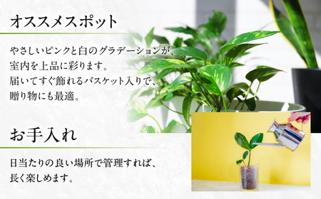 プリンセチア ピンクホワイト 観葉植物 植物 5号鉢 人気 おしゃれ かわいい お手入れ 室内 大鉢 中型 インテリア リビング 玄関 寝室 キッチン オフィス プレゼント ギフト 冬 クリスマス フラワーギフト