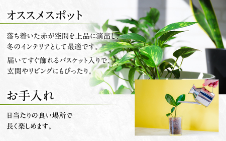 プリンセチア ルージュ 観葉植物 植物 5号鉢 人気 おしゃれ かわいい お手入れ 室内 大鉢 中型 インテリア リビング 玄関 寝室 キッチン オフィス プレゼント ギフト 冬 クリスマス フラワーギフト