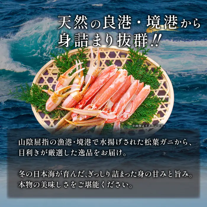 【活き】タグ付き松葉ガニ　大　２枚【松葉ガニ 松葉がに 松葉蟹 まつばがに かに カニ 冷蔵 チルド ブランド ズワイガニ 活き 自宅用 お祝い 冬 国産 季節限定 お取り寄せ 鳥取県 日吉津村 日本海】