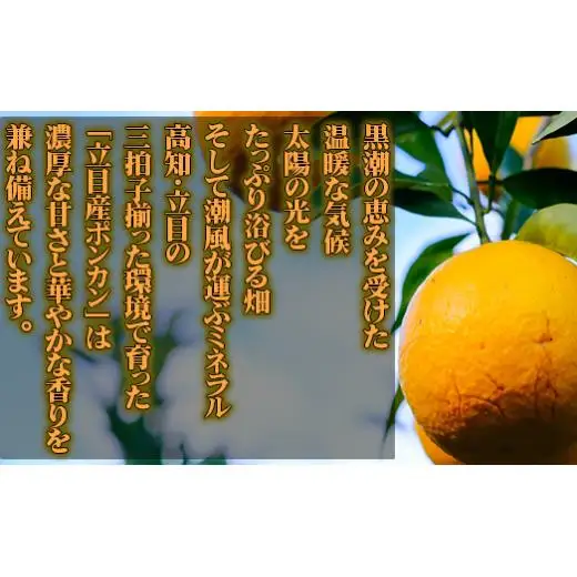 【 早期予約受付開始 】 立目産 ポンカン 5kg 贈答用 2027年1月 下旬より順次発送 高知 須崎 KHN002