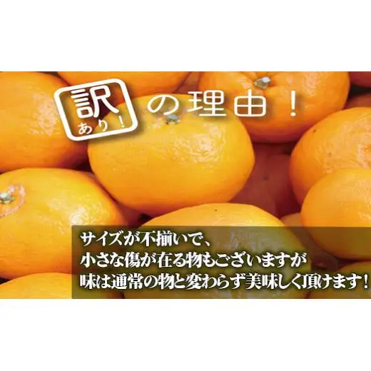 【 早期予約受付開始 】 立目産 ポンカン 10 kg 訳あり 2027年1月 下旬より順次発送 高知 須崎 KHN003