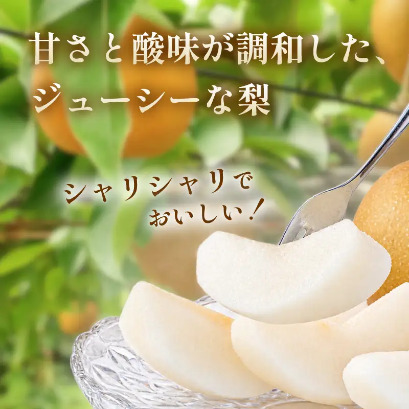 新興 梨 約3kg 京都