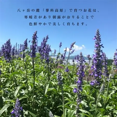 信州八ヶ岳の麓から贈るドライフラワー ウォールハンギング(ピンク)【1659483】