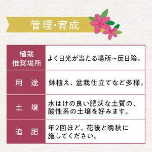 特産品の サツキツツジ大盃 4本セット