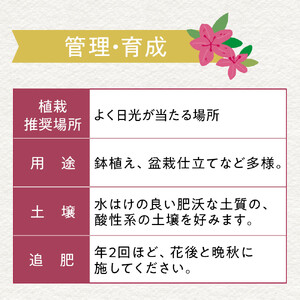 特産品 ヒラトツツジ紫花 4本セット