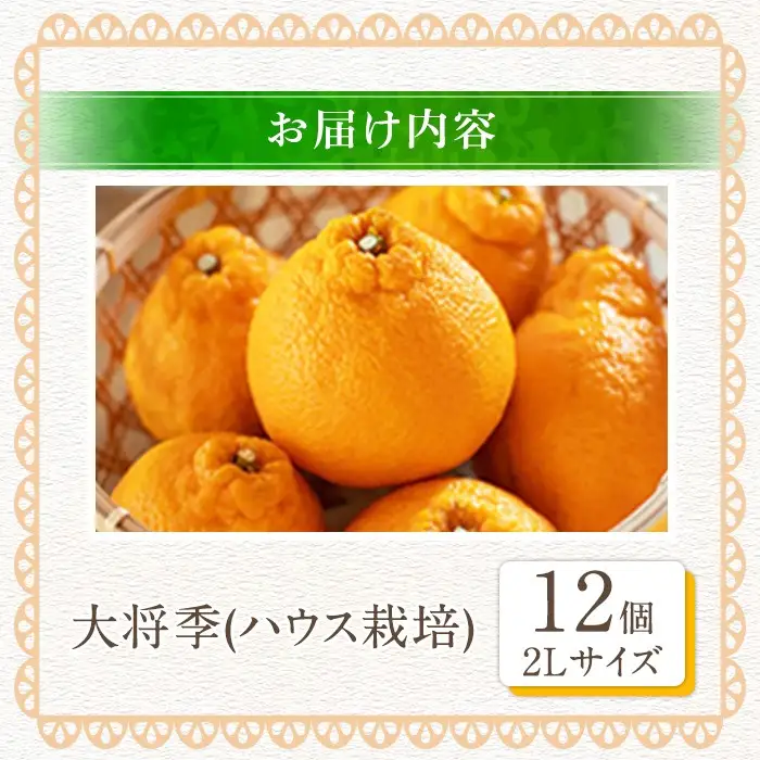 ＜先行予約受付中！2027年1月中旬以降順次発送予定＞数量限定！大将季 (12個・2Lサイズ) 柑橘 フルーツ 果物 国産 みかん 期間限定 不知火 しらぬい シラヌイ ミカン 【株式会社土曜日】akn069-08