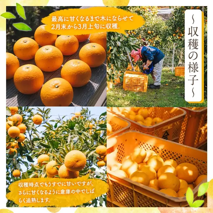 ＜先行予約受付中！2027年3月中旬以降順次発送予定＞数量限定！鹿児島県産 清見 (20個・2L) 柑橘 フルーツ 果物 国産 みかん 期間限定 きよみ キヨミ ミカン【株式会社土曜日】akn069-09