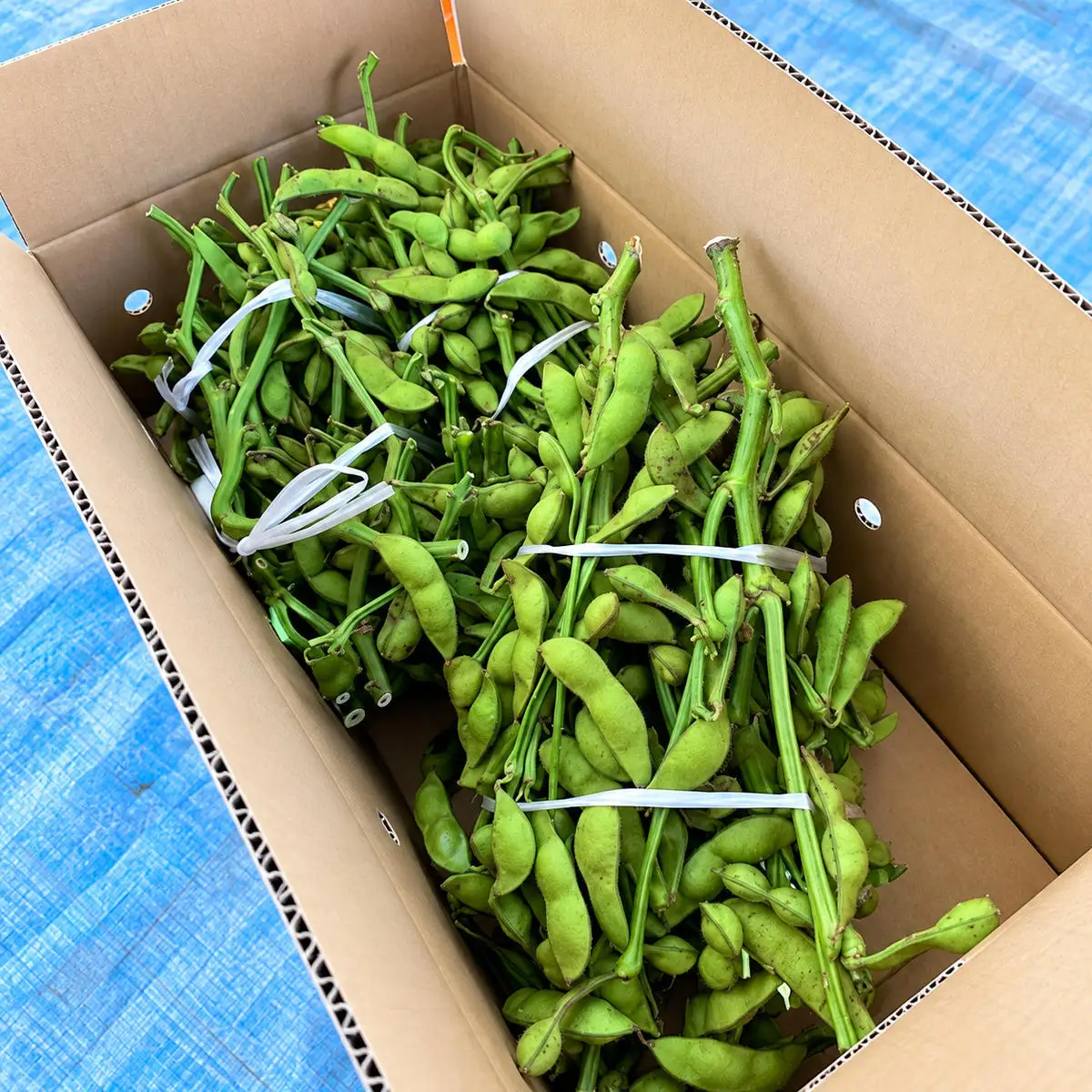 枝豆 丹波黒枝豆 枝付き 2kg 枝豆