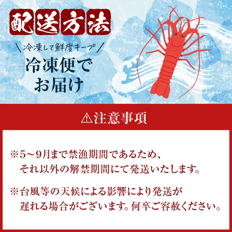 素潜り漁師 MAKOTO の誠に 美味しい 伊勢海老 1kg（ 2～4匹 ） C074-001 魚介類 冷凍 海老 エビ イセエビ