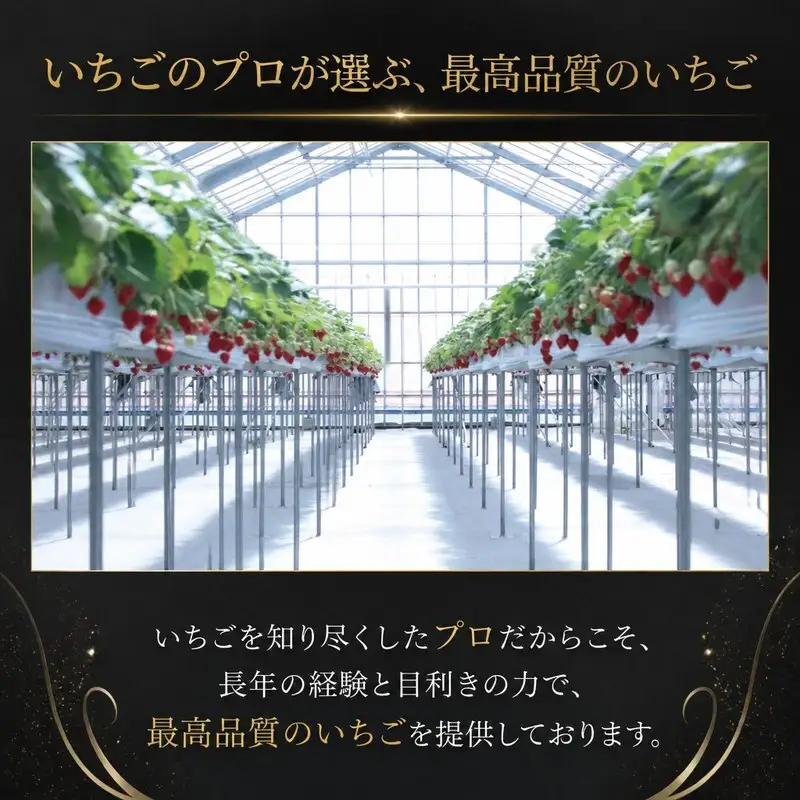 【予約】苺 べにたま 250g×2 500g いちご 苺