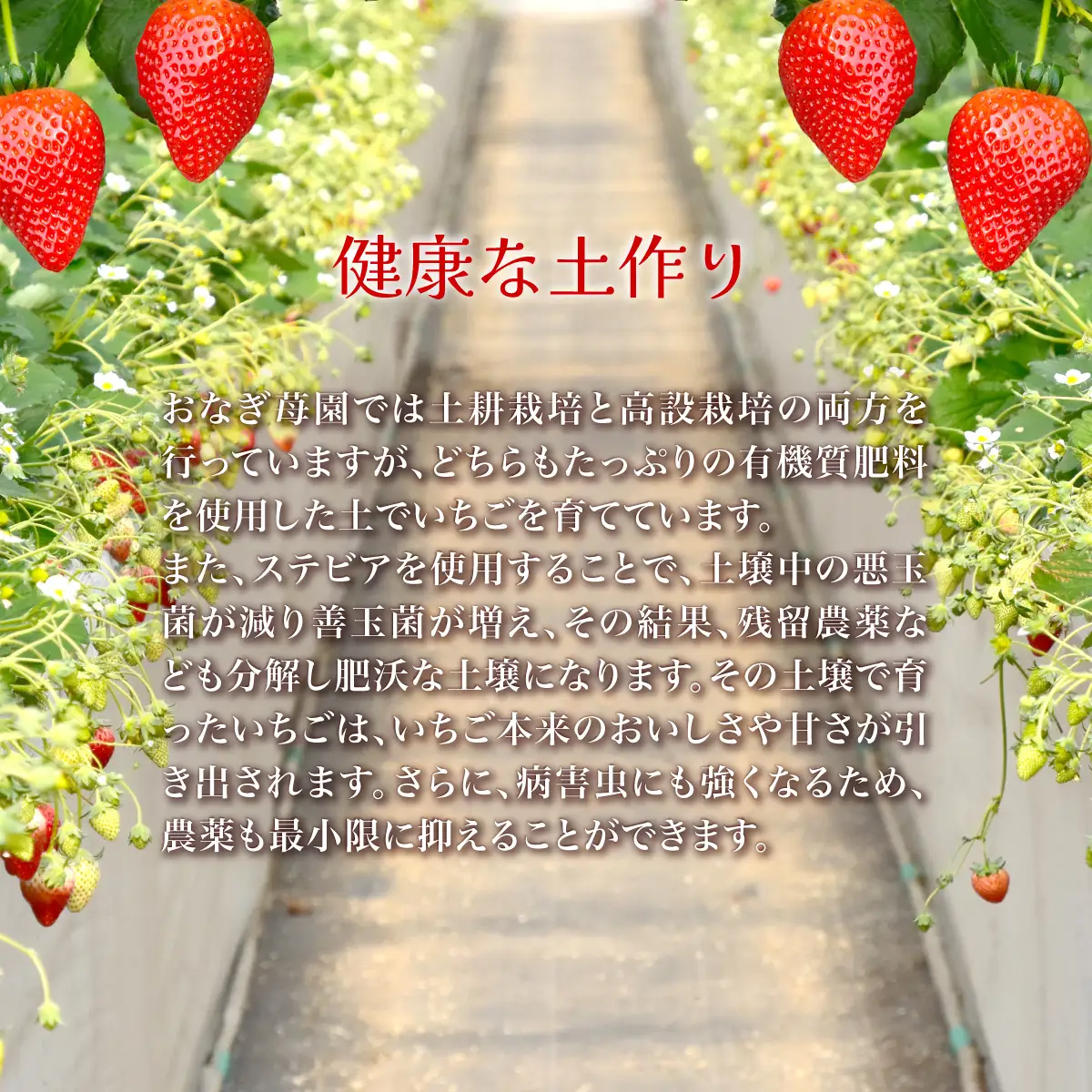 【先行予約】【1月下旬から発送】赤い宝石 おなぎ苺園のジュエルベリー 完熟いちご とちおとめ 約1kg（約500g×2） SMCO002