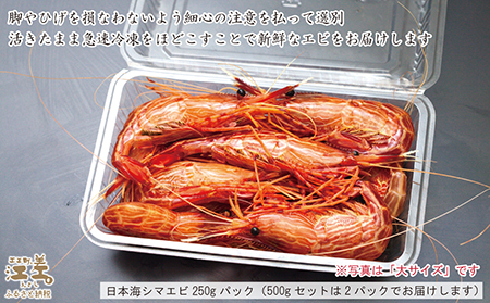 【！！先行予約！！＼12月中旬以降、順次出荷予定／】北海道産 違いが分かる天然日本海シマエビ 中サイズ 500g　色鮮やかで香りよし 濃厚な甘み 食べれば分かる格別の味！　国産　江差近海産　天然もの　エビかご漁師直送　最良品厳選　生食可　お刺身　唐揚げ　海老