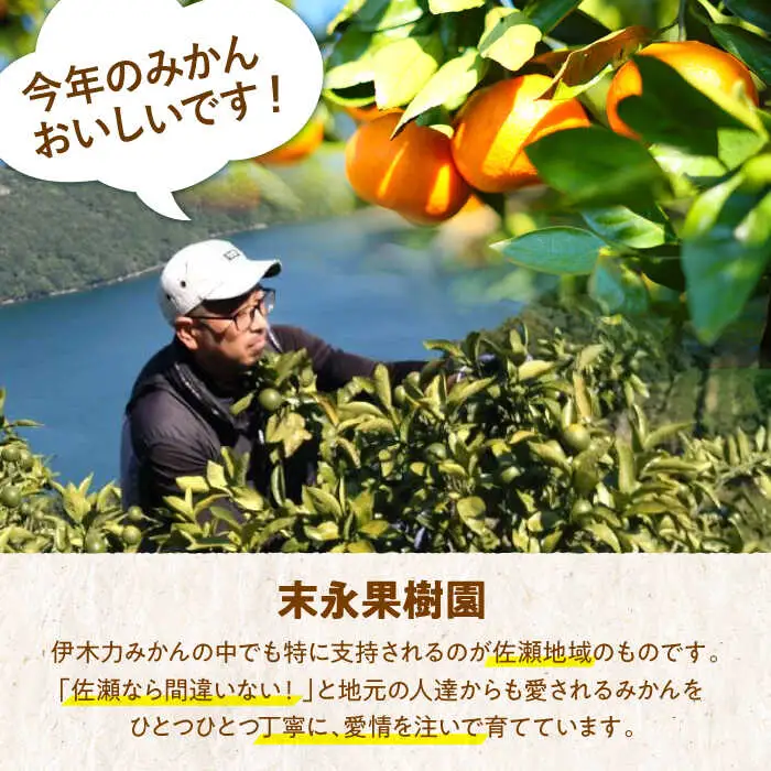 伊木力温州みかん 5kg AHBD003 みかん