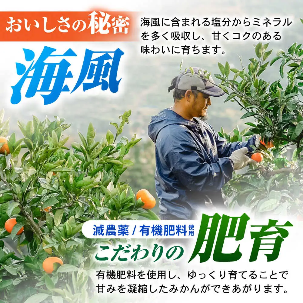 ※【2026年12月上旬より順次発送／先行予約】【大人気みかんとレモンのお試しセット】伊木力みかん(家庭用)1.8kg マイヤーレモン1.8kg 計3.6kg / みかん ミカン 蜜柑 mikan 柑橘 かんきつ レモン れもん 檸檬 果汁 果物 / 諫早市 / 山野果樹園 [AHCF016]