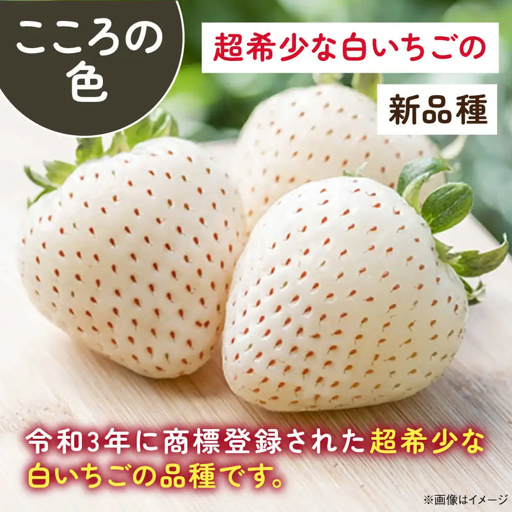 【2027年2月以降順次発送】淡雪・こころの色 白いちごプレミアム 計440g（220g×2パック）/ 岸川農園 [41ASAG007]