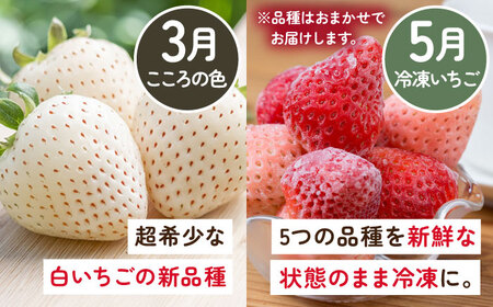 【全4回定期便】岸川農園 超希少品種入り赤白いちご（淡雪・さがほのか・こころの色・冷凍いちご） / 佐賀県 / 岸川農園 [41ASAG008]