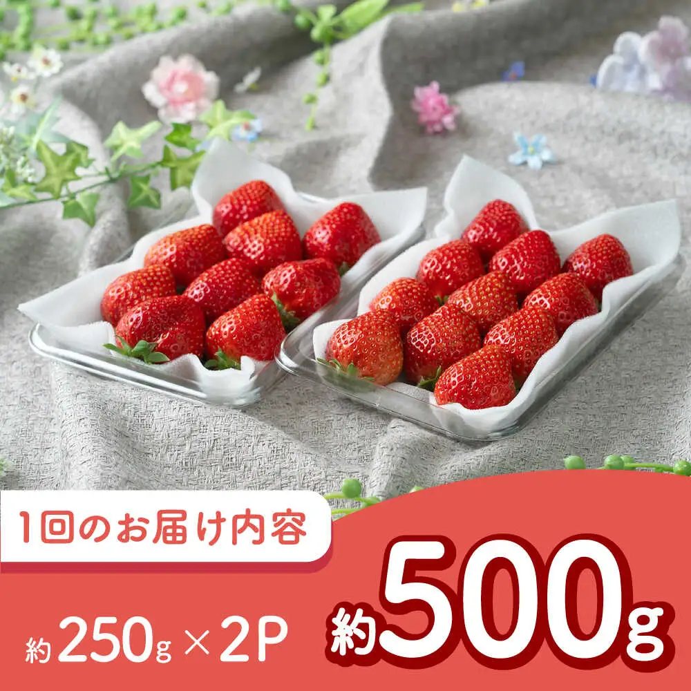 【全3回定期便】福岡産 冬あまおう 250g×2P BGAG041 定期便 いちご苺