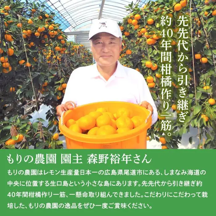 はれひめ「みかんの甘み」と「オレンジの香り」の新品種！6kg