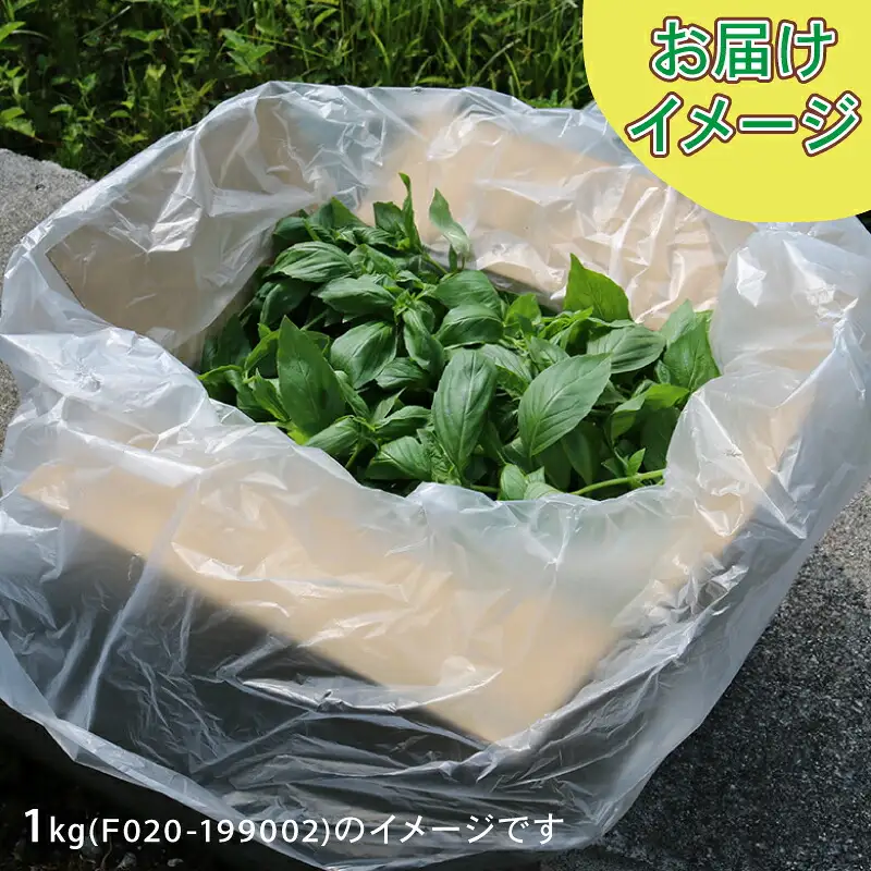 フレッシュ バジル 1kg 本城ファーム ハーブ 生バジル ばじる はーぶ 香草 水耕栽培 野菜 やさい 美味しい 新鮮 イタリア料理 イタリアン パスタ ソース ジェノベーゼ マルゲリータ アレンジ いろいろ 農家直送 産地直送 数量限定 国産 愛媛 宇和島 F020-199002