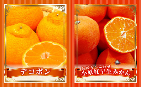 とれたて果物 4回定期便B |果物 フルーツ 果物定期便 フルーツ定期便 定期便 いちご キウイ デコポン みかん 濃厚 旬の果物 定期 人気 おすすめ 贈答 贈り物 青果物 糖度 香川県 |_mk165-t075