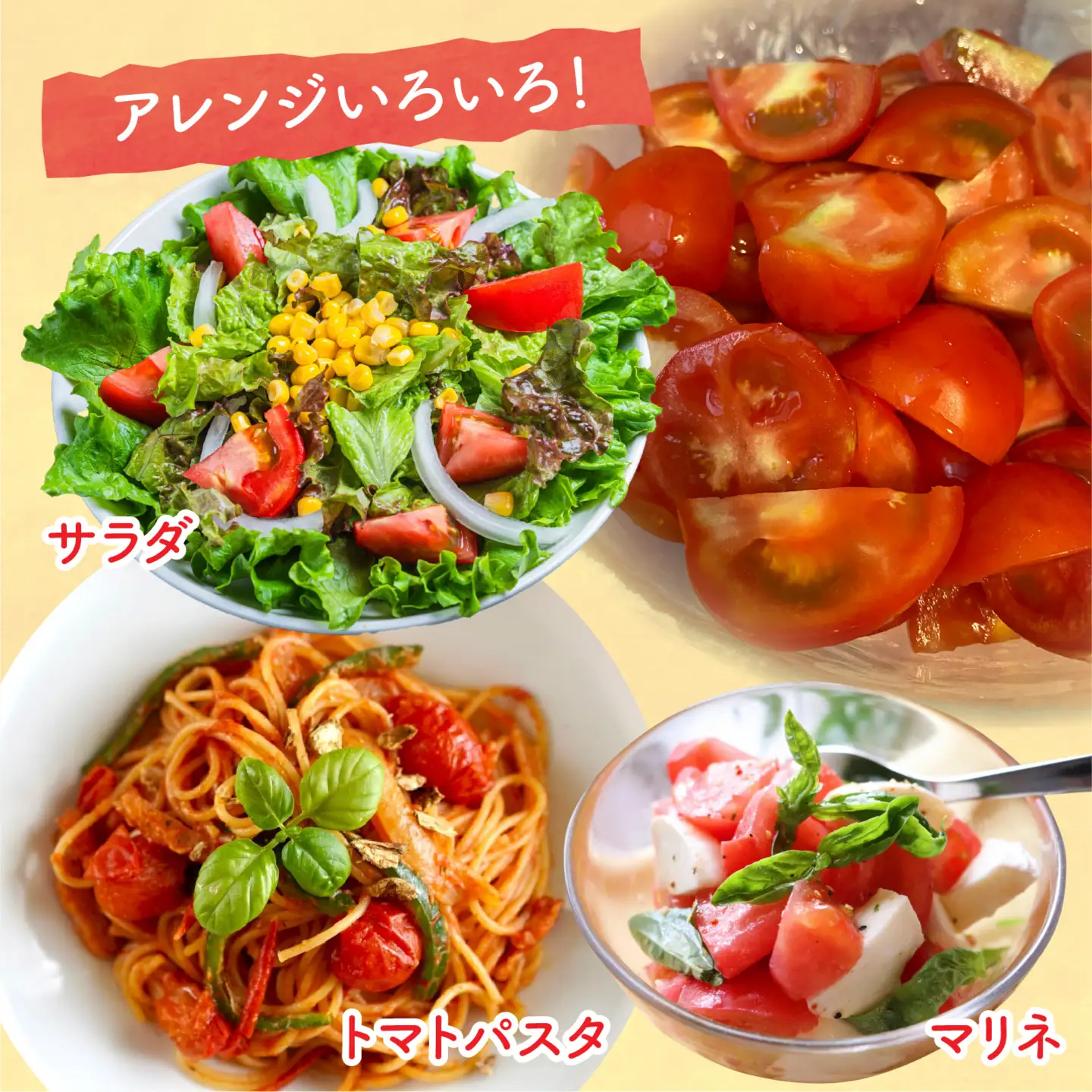 【先行予約】甘くて皮が薄く食べやすい　福井市産ミディトマト『越のルビー』2kg以上【2026年9月中旬より順次発送】[A-180003] / トマト