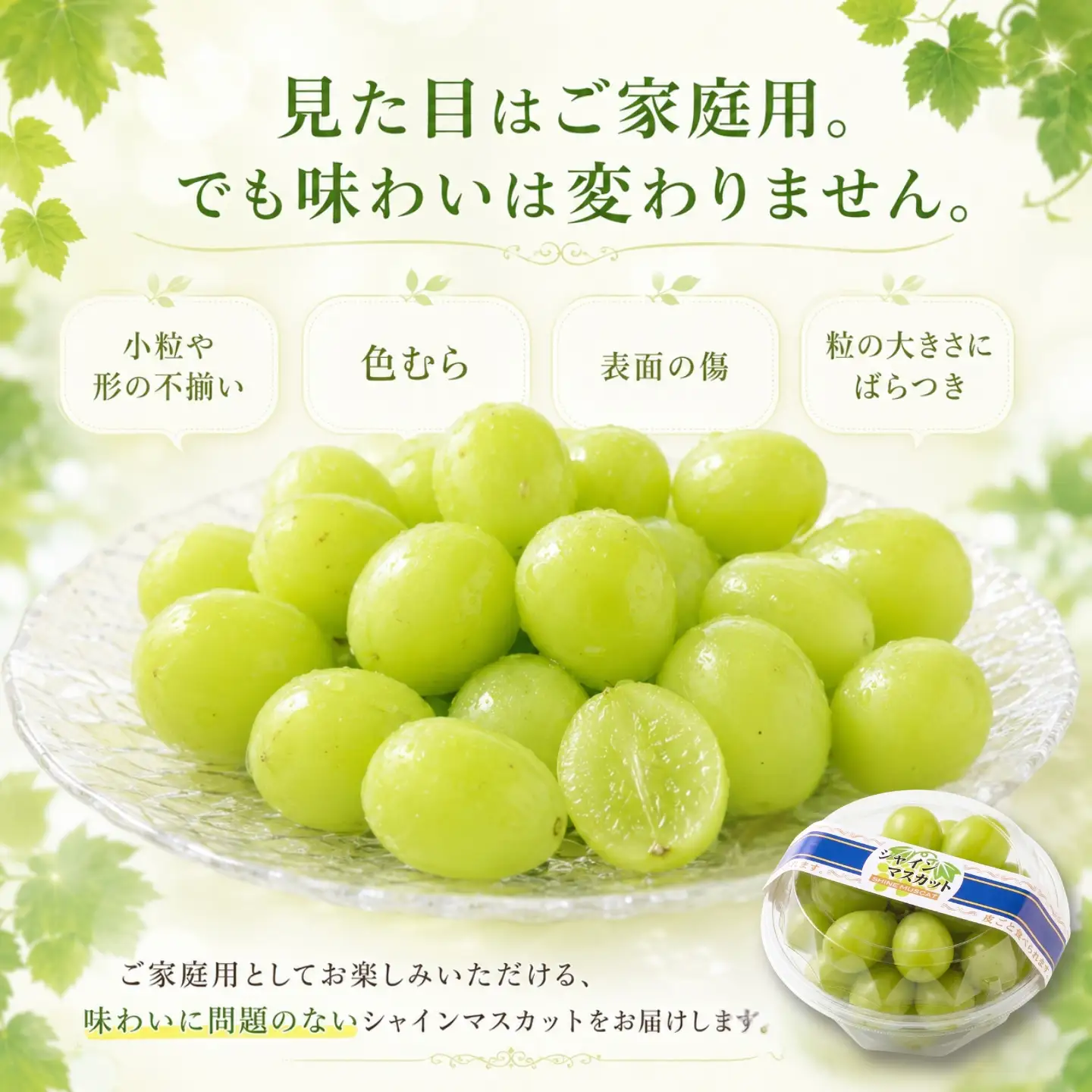 シャインマスカット（約1.5kg）【2026年先行予約】｜シャインマスカット フルーツ 【ふるなび限定】ご家庭用つぶつぶ　FN-Limited-SP