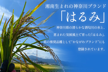 新米[令和8年産／10月下旬より順次発送] 伊勢原産 精米10kg(5kg×2袋) はるみ 農家直送！加藤さんちのうんめぇ！自家製米 [1105]