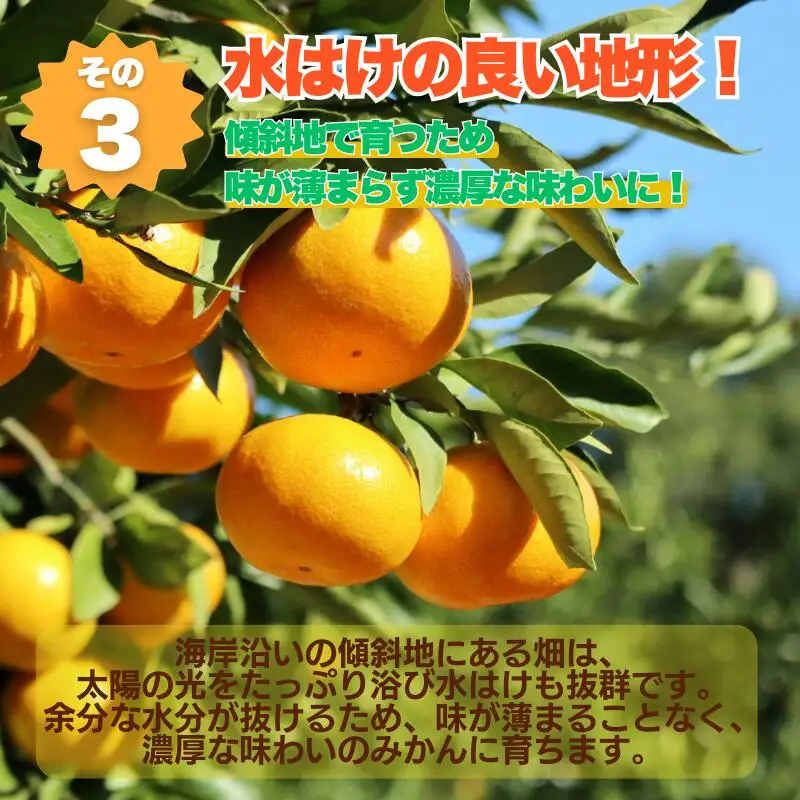 【先行予約】 【愛媛みかん】 訳あり 3kg みかん 愛なんよ